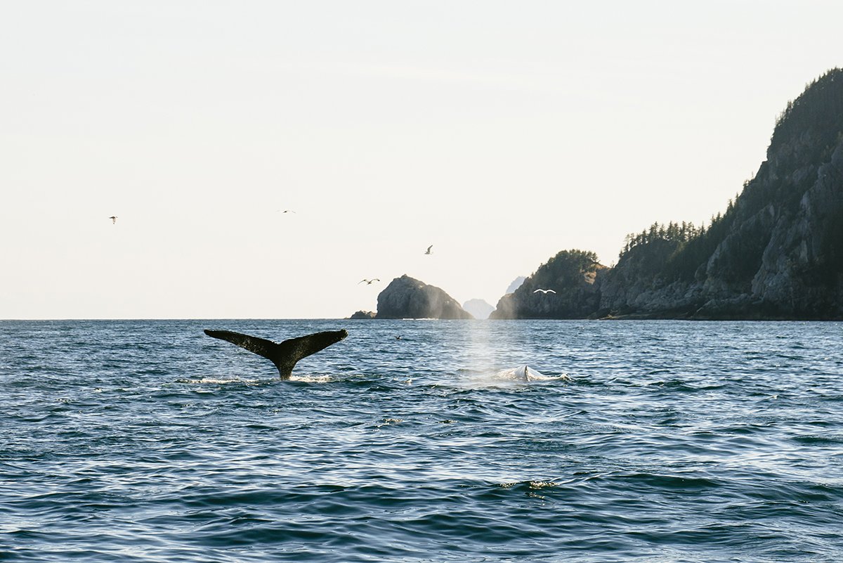 best-whale-watching-spots-north-america