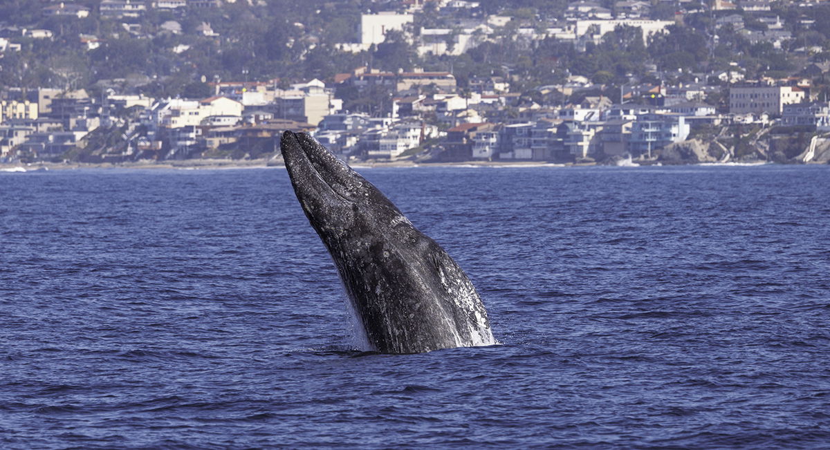 best-whale-watching-spots-north-america