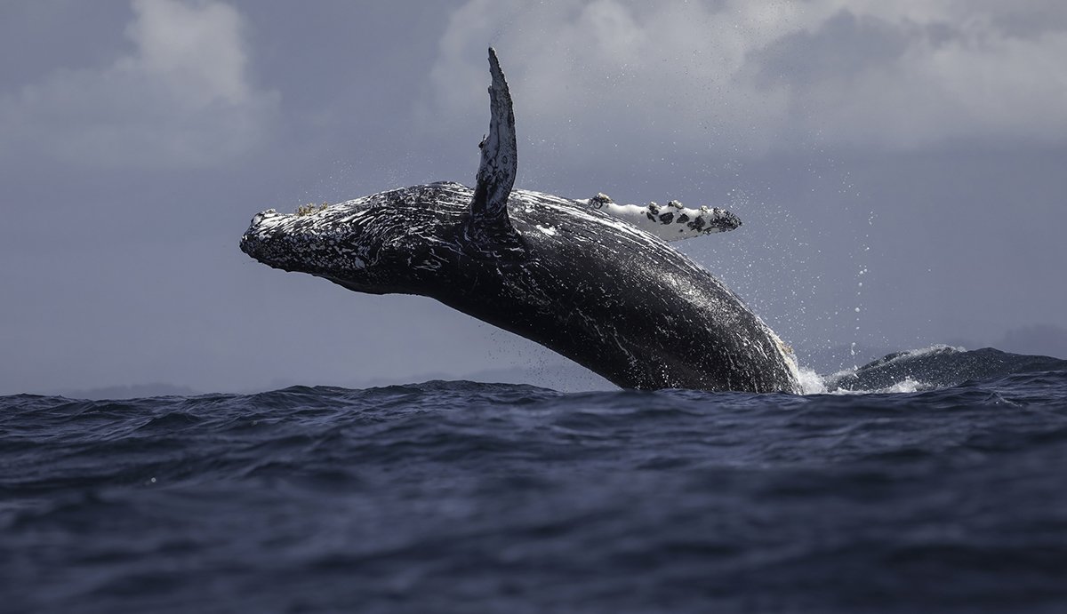 best-whale-watching-spots-north-america
