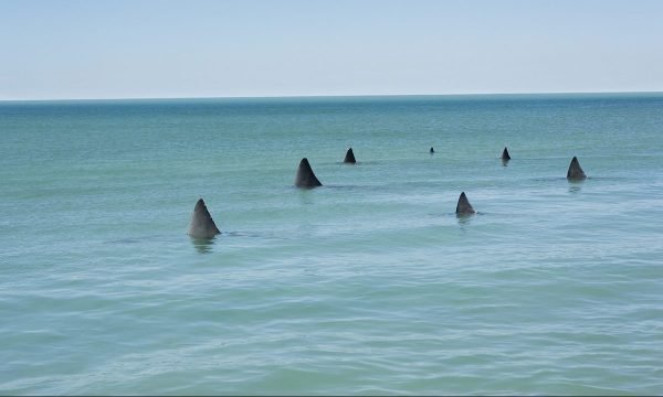 can-drones-help-prevent-shark-attacks