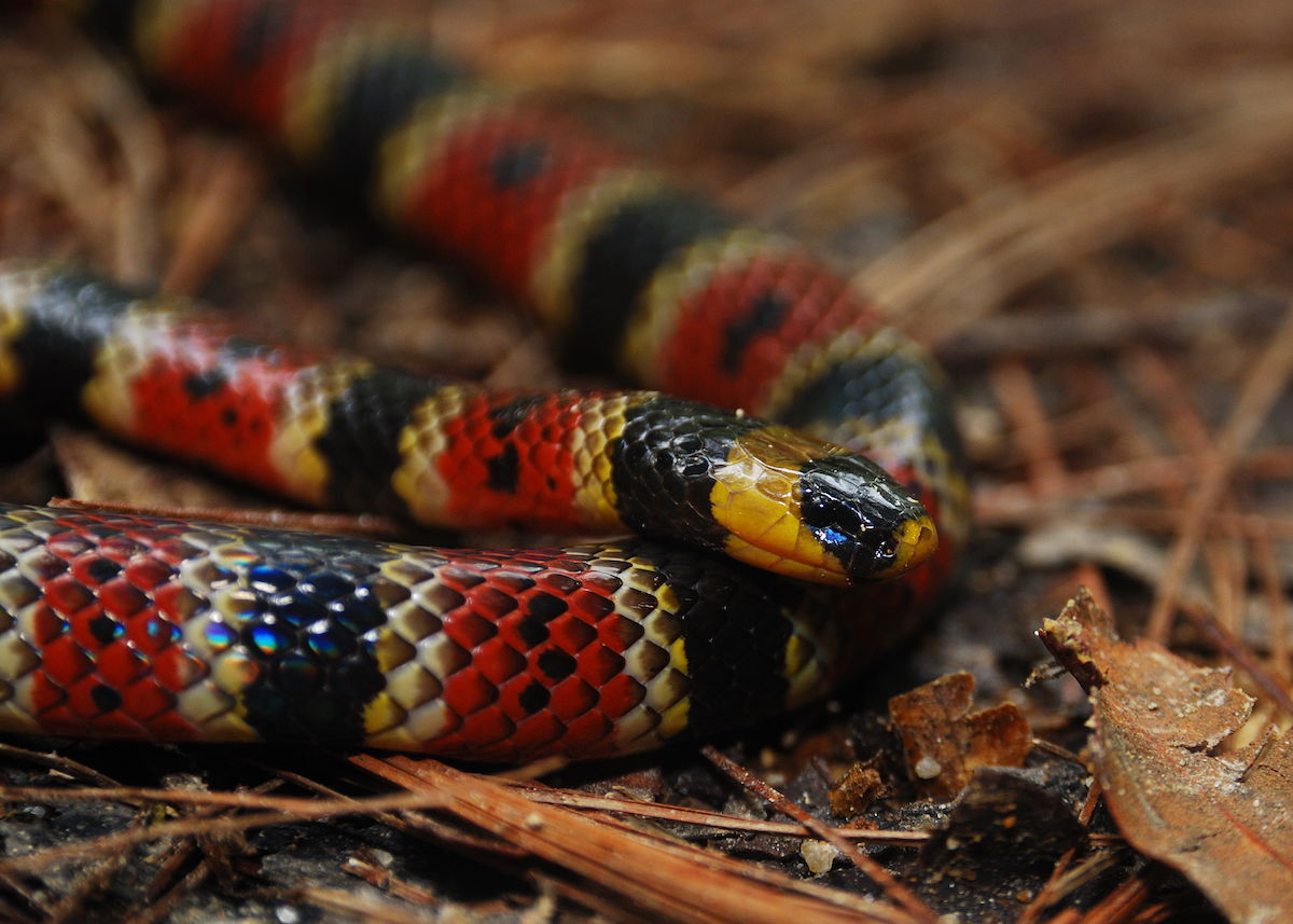 What to do when a snake bites you on a remote trail? - extramilest