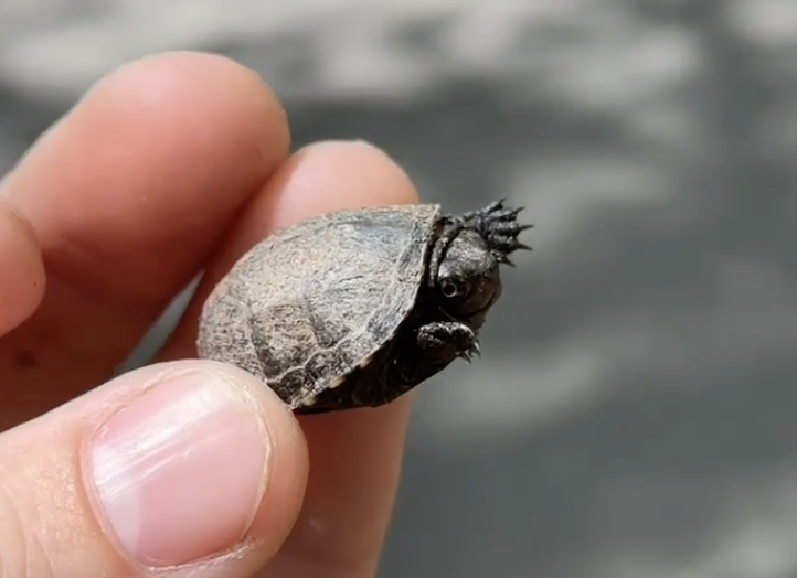 Is this the smallest/cutest turtle in the world?