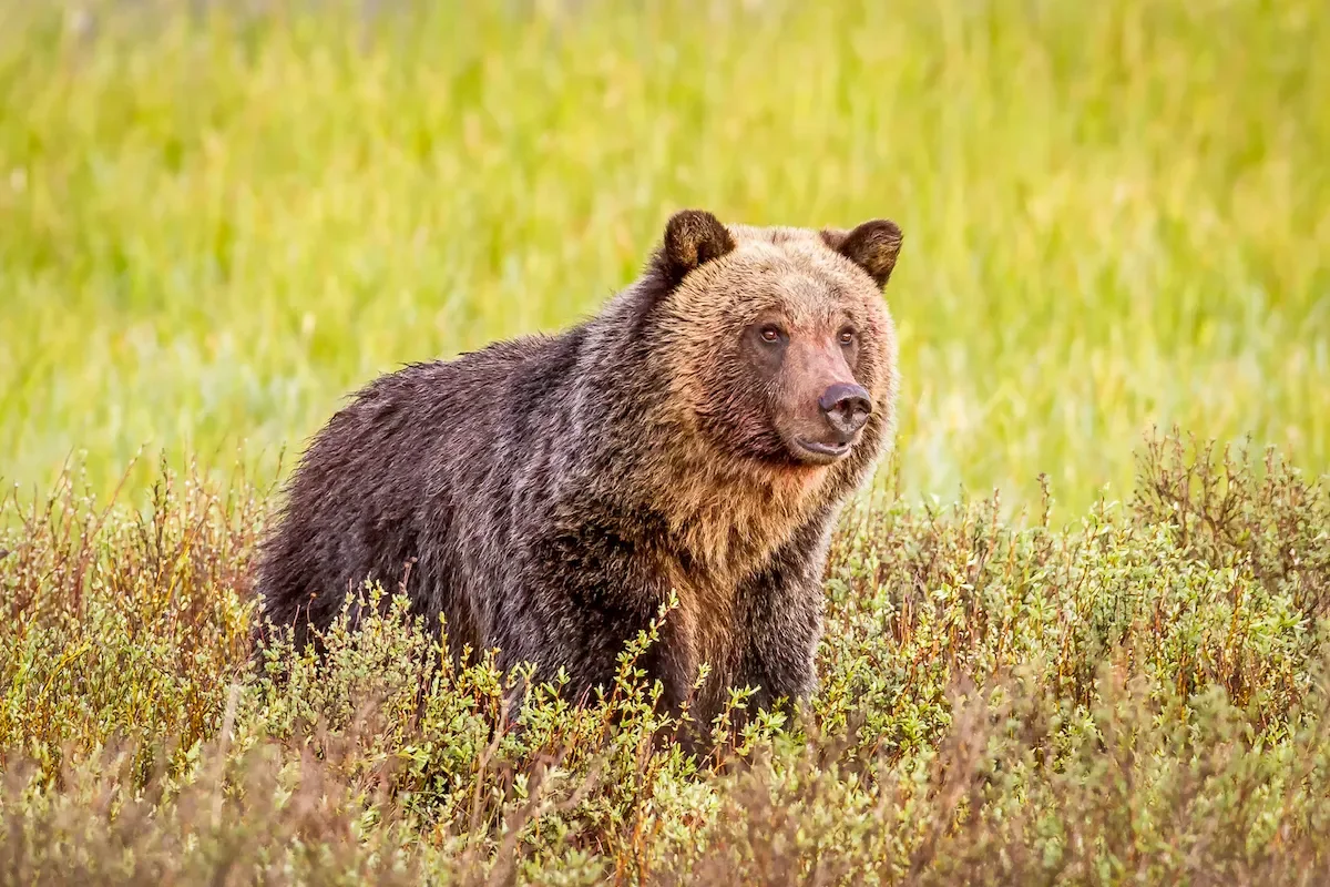 A hunter was charged for killing a grizzly bear outside of Yellowstone