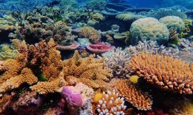heres-what-your-sunscreen-is-doing-to-coral-reefs