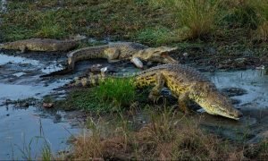 how-bear-grylls-survives-crocodile-attacks