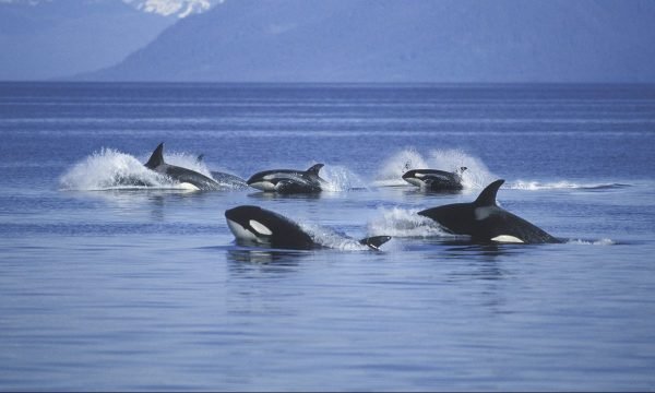 its-not-ai-but-orcas-we-should-fear