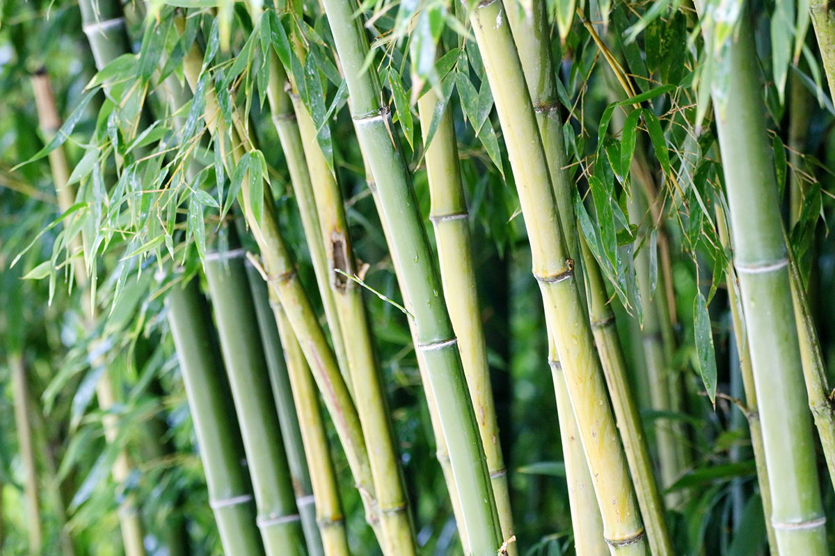 Mud and Bamboo: 3 Natural Cooking Tools That Bear Grylls Uses in the ...