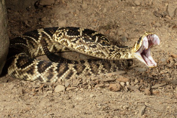 diamondback rattlesnake
