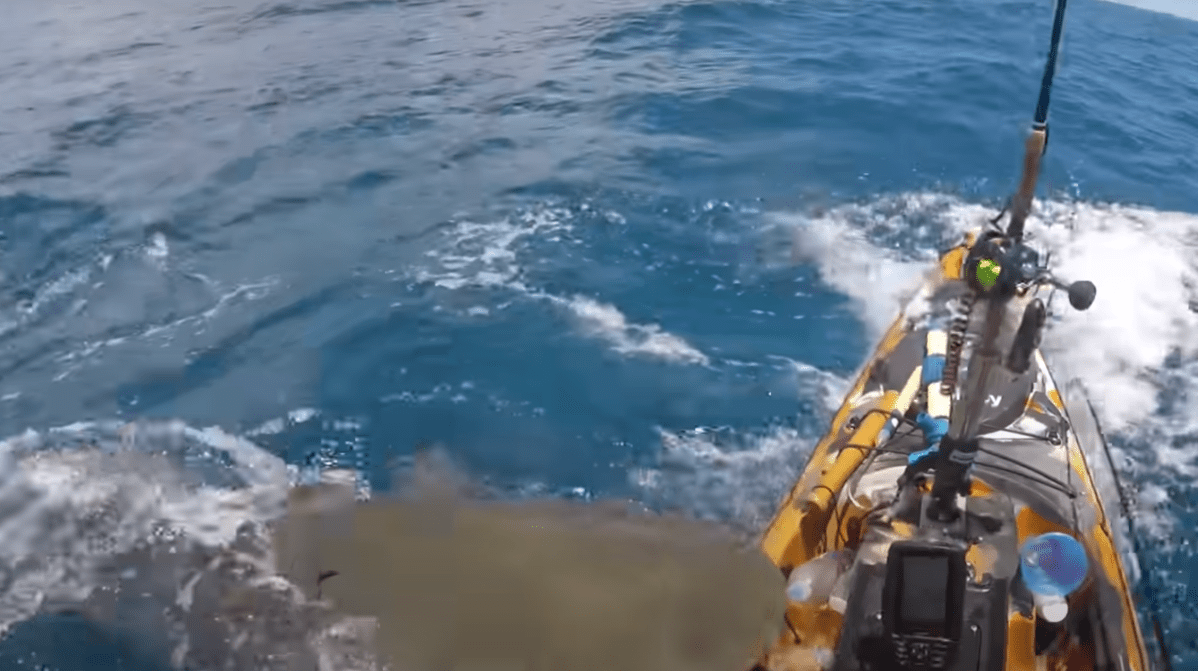 kayaker in hawaii gets frightening surprise fishing.