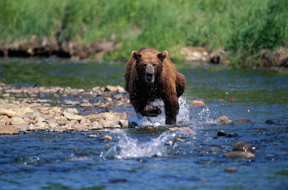 Here’s Video Evidence That You Can’t Outrun a Grizzly Bear