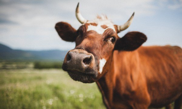 Cows-burps-damaging-planet