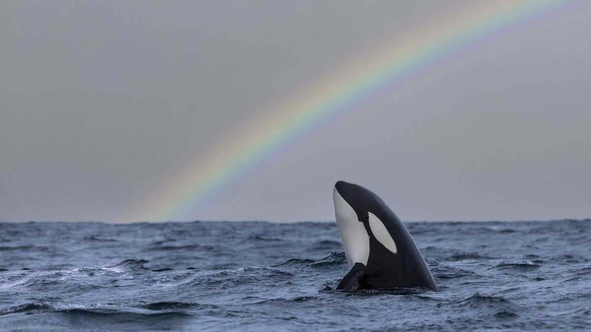 a killer whale with a rainbow in the background