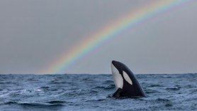 a killer whale with a rainbow in the background