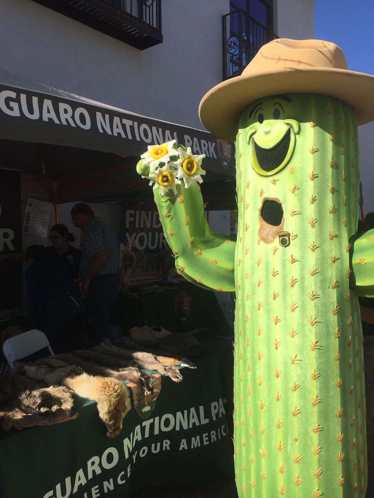 Sunny saguaro