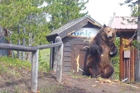 huge grizzly bear