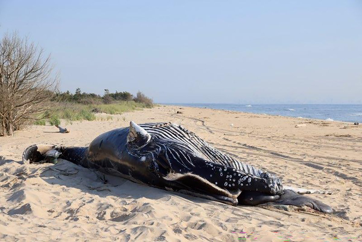 humpback-whales-die-by-suspectblunt-force-trauma