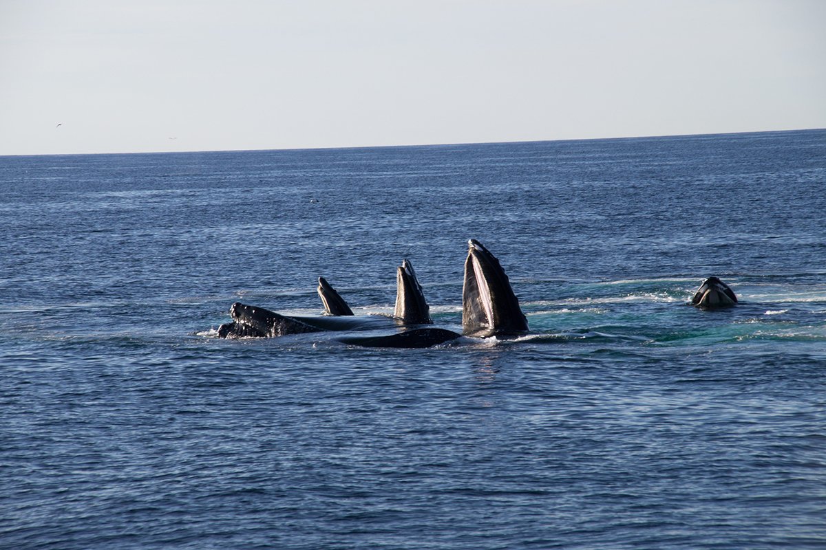 massachusetts-gets-rare-orca-sighting