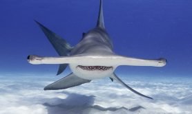 scientist-explains-hammerhead-sharks