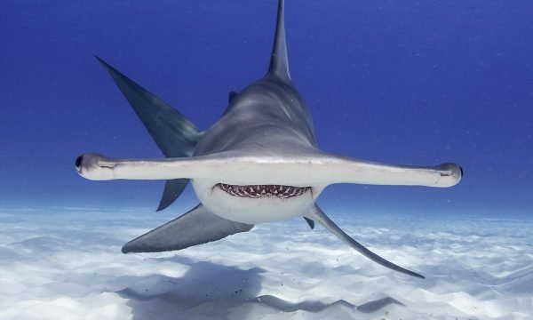 scientist-explains-hammerhead-sharks