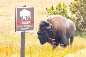 bison national parks