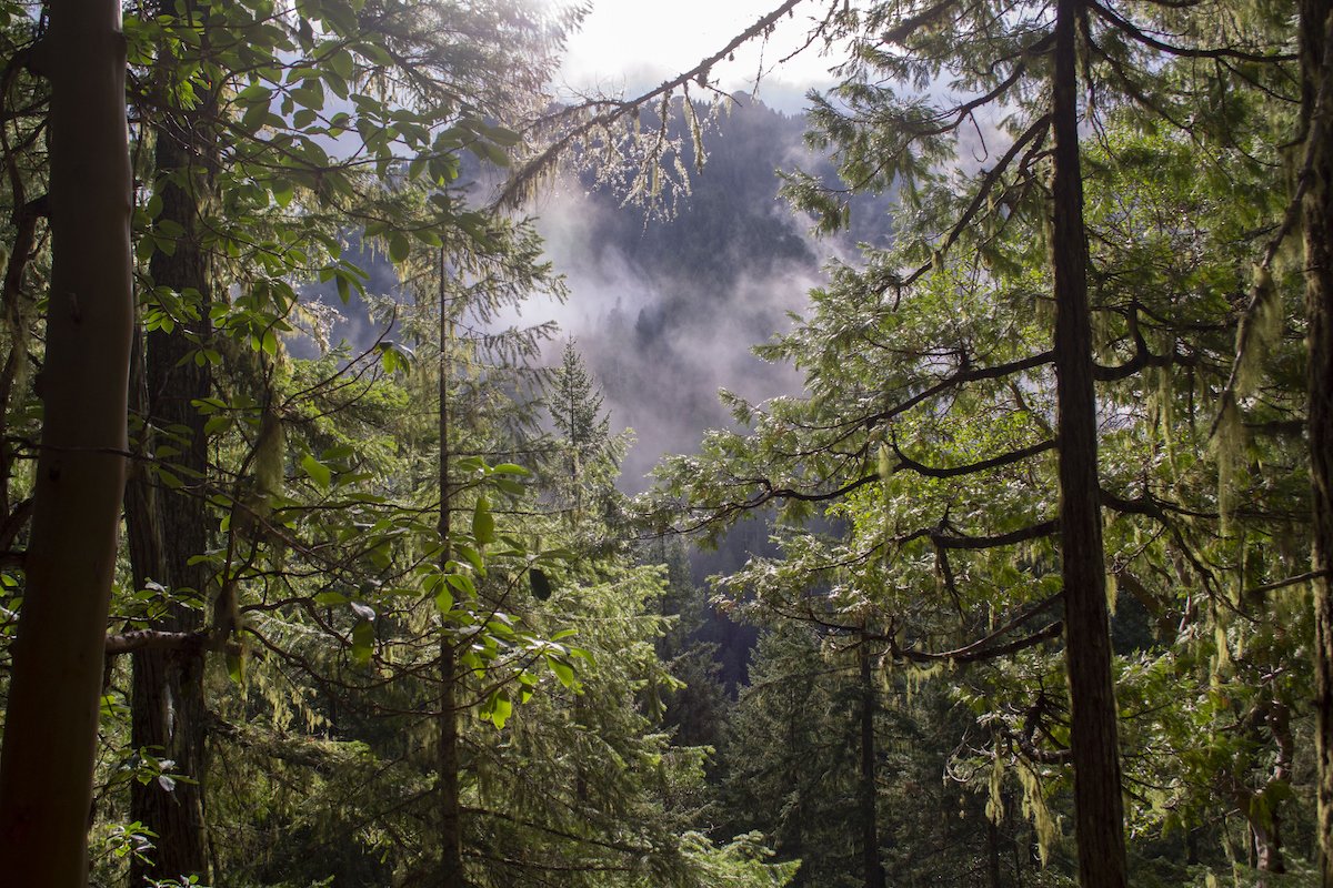 Hiking in the Willamette Forest,Low angle view of trees in forest,Willamette National Forest,Oregon,United States,USA