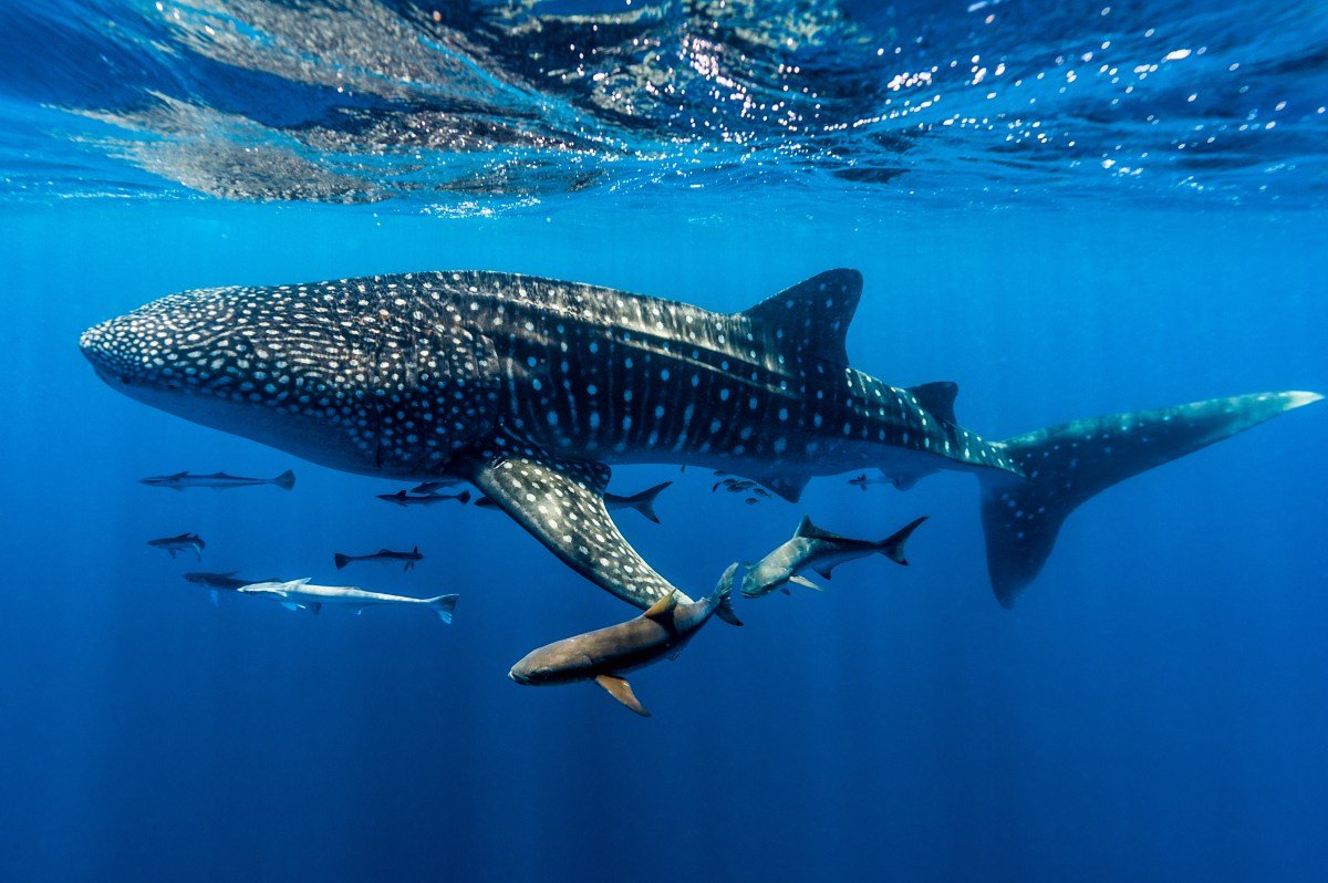 whale shark facts