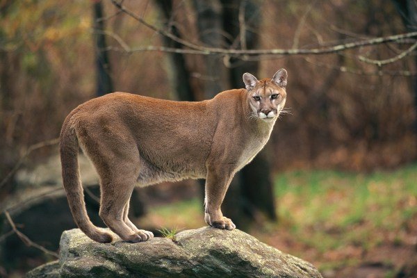 cougar also known as a mountain lion