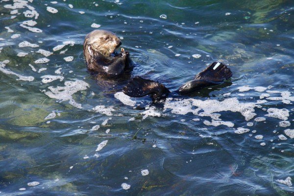 Sea Otter 841