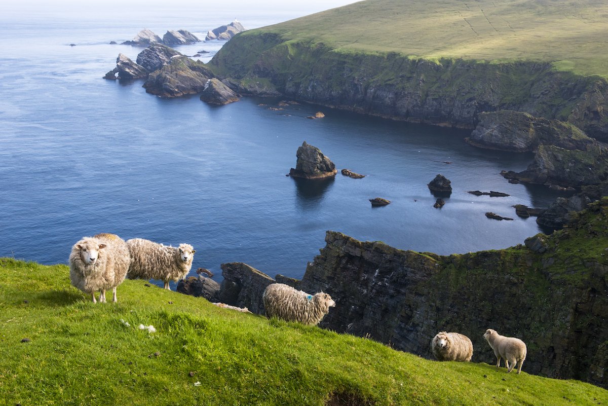 Shetland sheep at clifftop edge