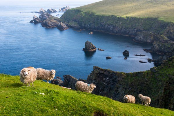 Shetland sheep at clifftop edge