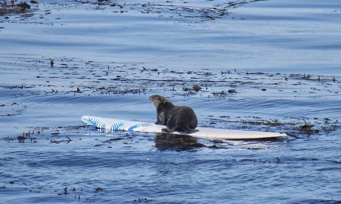 sea otter attacking surfers