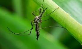 check-mosquito-forecast