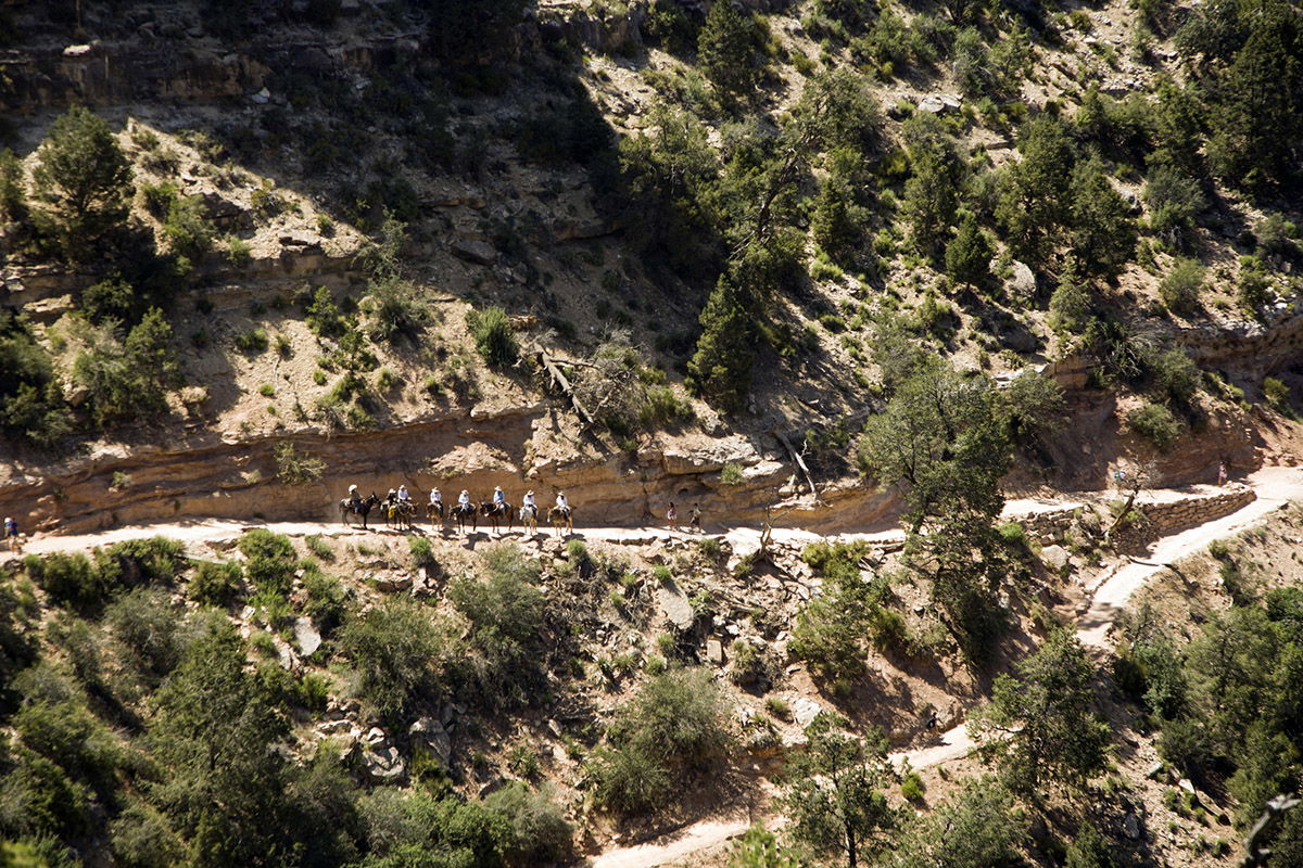 
mule-ride-along-the-grand-canyon