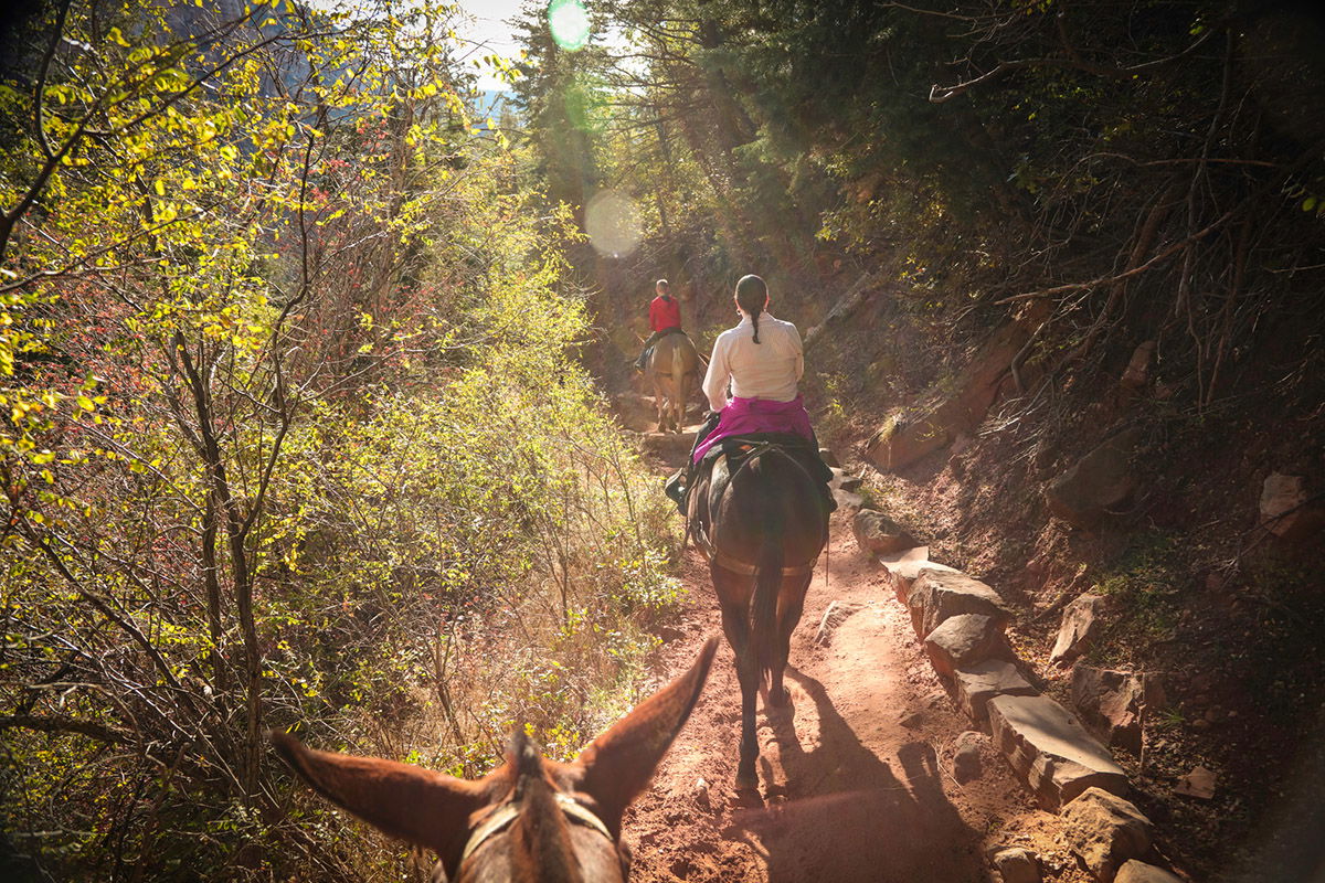 mule-ride-along-the-grand-canyon