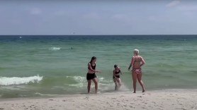 Video shows people running after a shark spotting