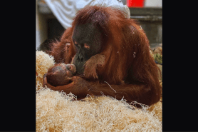 baby orangutan denver zoo