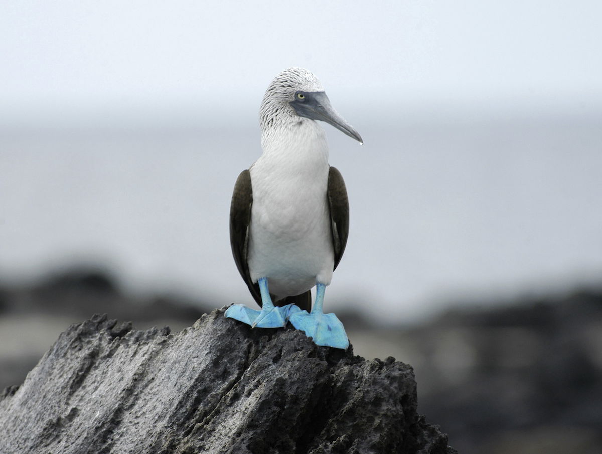 Blue Footed Booby