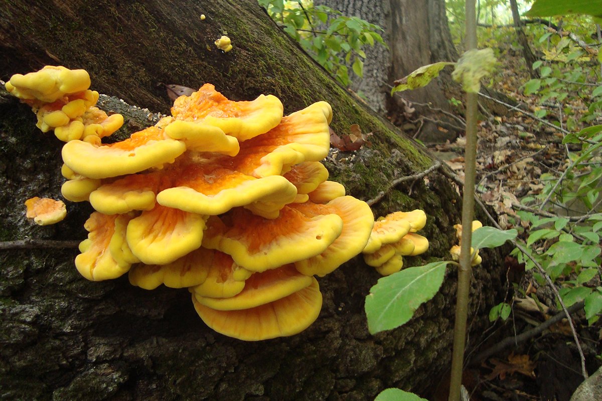 ultimate-guide-to-mushrooms