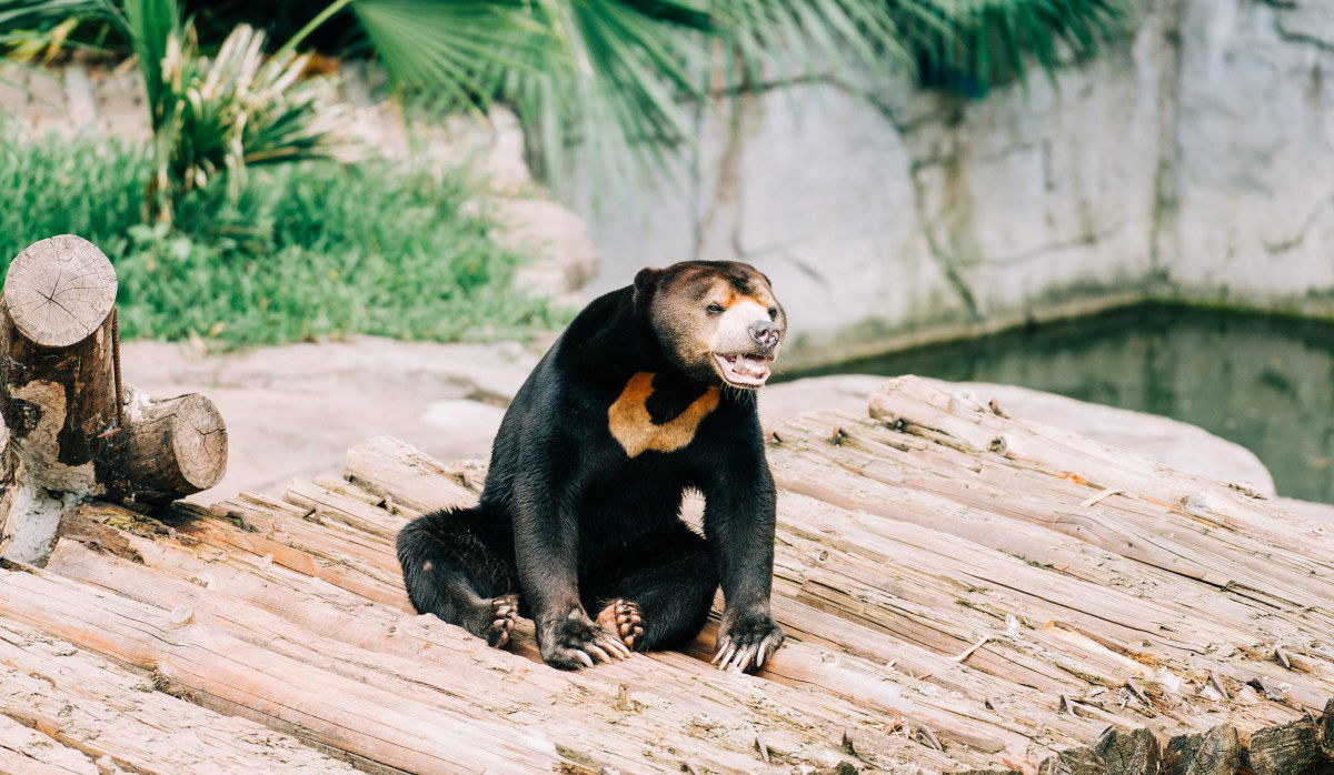 sun bear