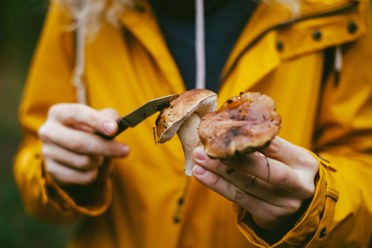online foraging class