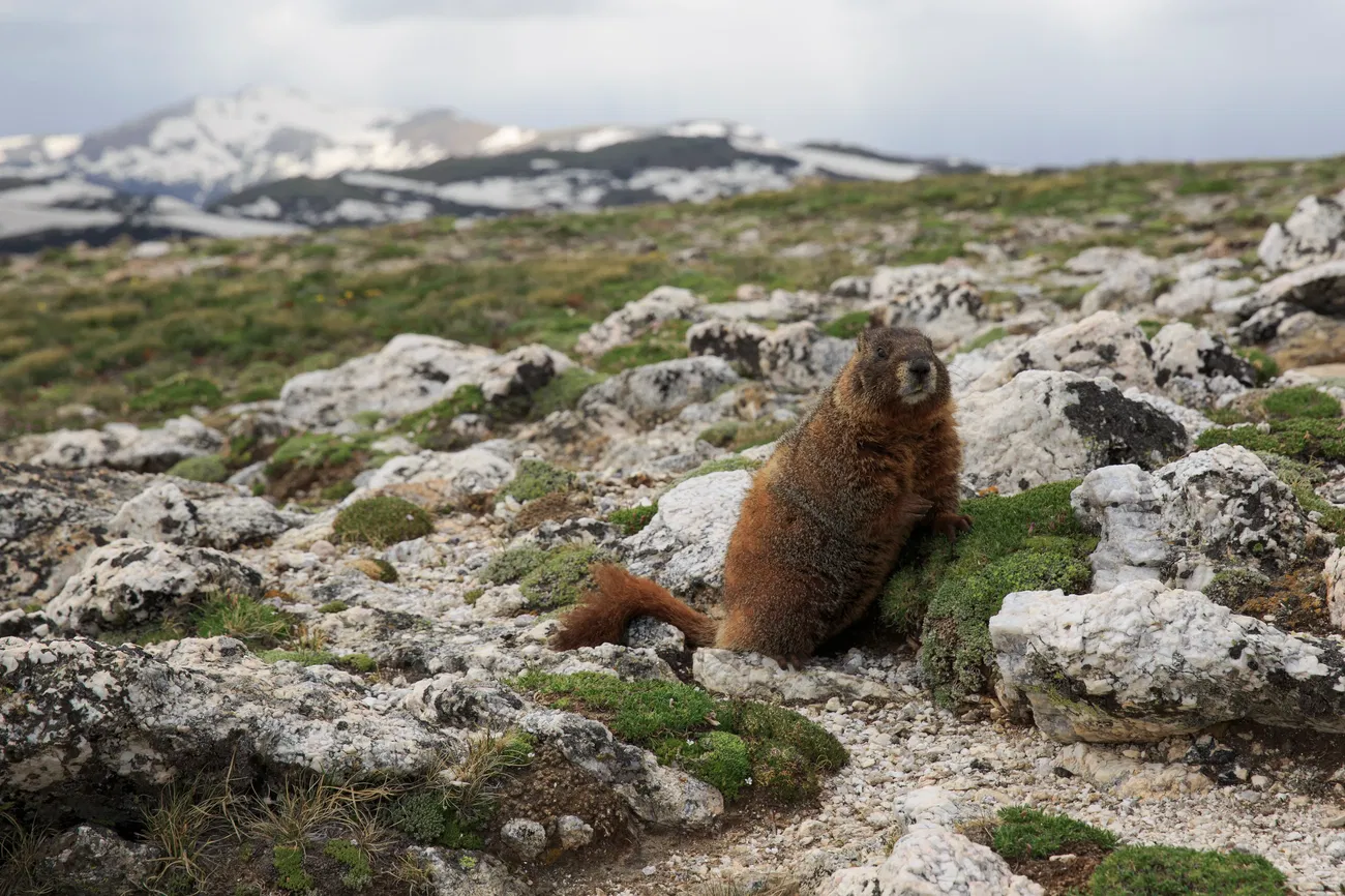 Go Marmot Go Hitchiking Marmot Provides Brief Comment After Being Rescued From Garage Outdoors with Bear Grylls