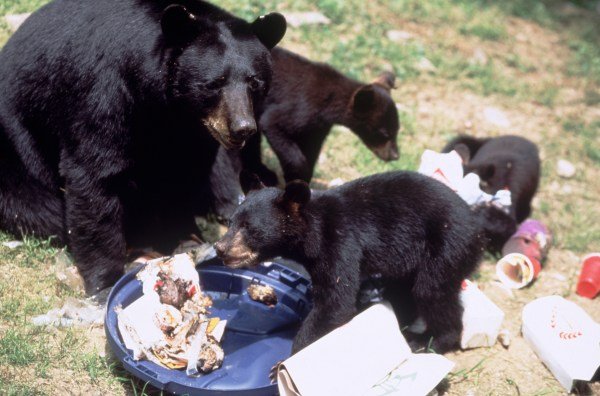 black bears eating trash