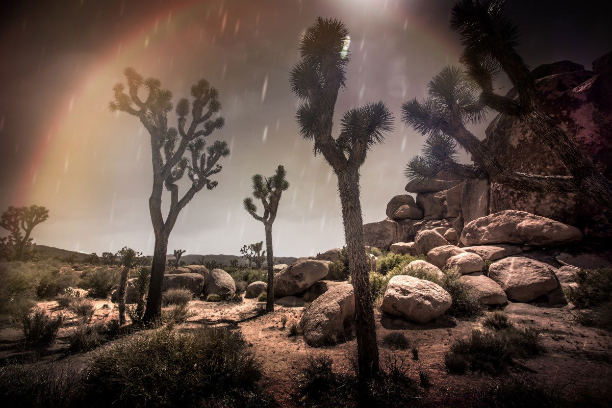 joshua tree rain