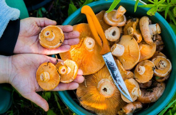 mushroom foraging online classes