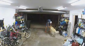 dog pet by bike thief.