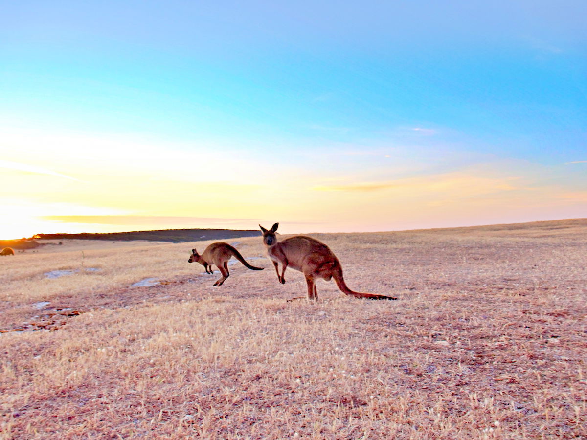 Grazing Kangaroos