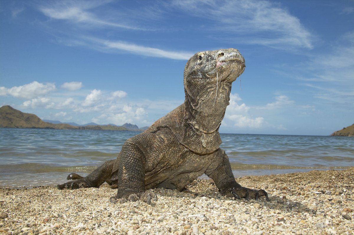 Komodo Dragon on Beach on Komodo Island