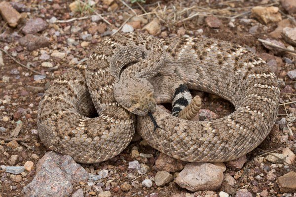 Western Diamond-backed Rattlesnake, Rattle Snake, Diamond Backed, venomous snake