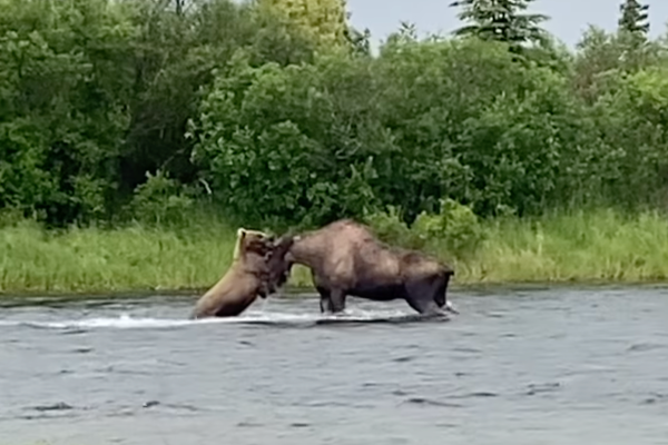 moose fights bear