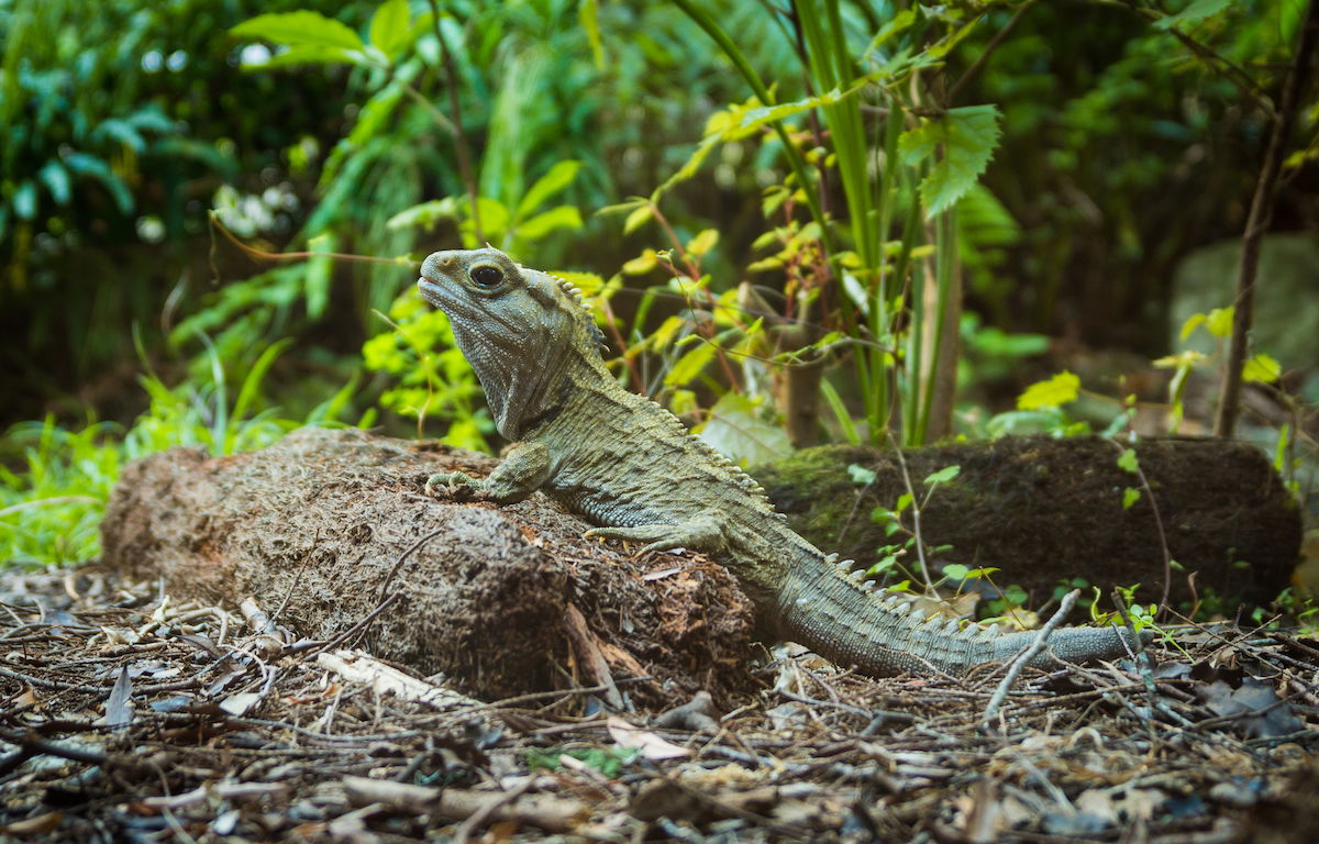 Tuatara